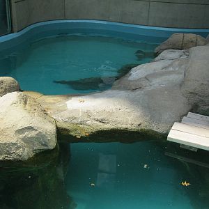 Outdoor Harbor Seal Exhibit