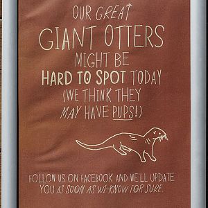 Notice about possible giant otter birth