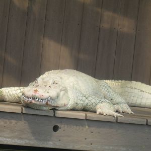 White Alligator