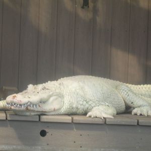 White Alligator