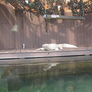 White Alligator Exhibit