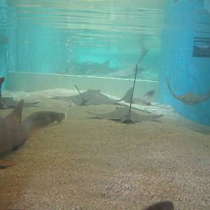 Shark and Ray Touch Tank