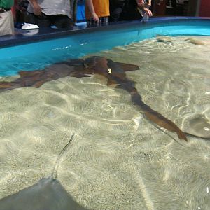 Shark and Ray Touch Tank