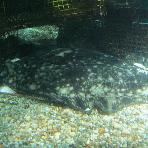 Go Fish!- Atlantic Halibut