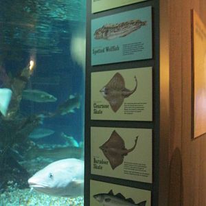 Go Fish!- Fish Species Signage