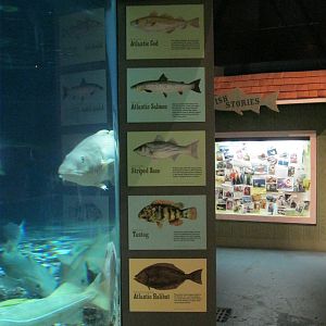 Go Fish- Signage on the Fish in the Tank