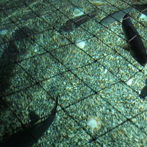 Go Fish!- Overhead View