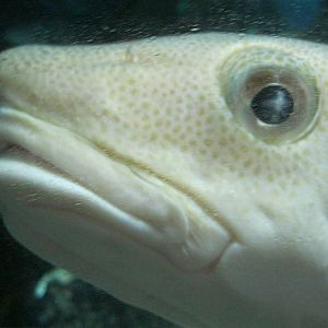 Go Fish!- Atlantic Cod Close-Up