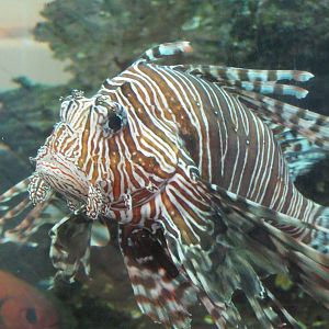 Marine Care Lab- Lionfish