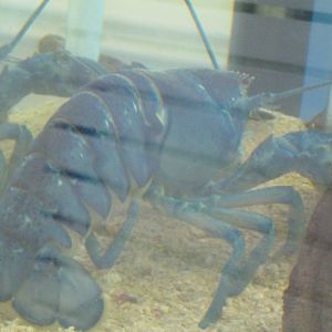 Marine Care Lab- Blue Lobster