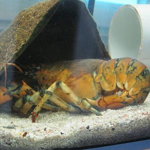 Marine Care Lab- Calico Lobster