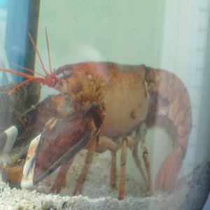 Marine Care Lab- Orange Lobster