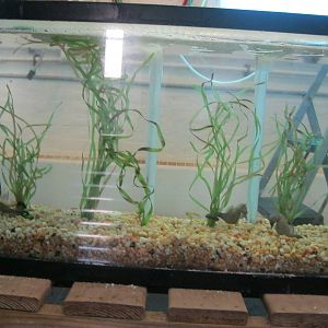 Marine Care Lab- Seahorse Exhibit