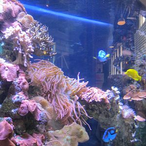 Coral Reef Exhibit
