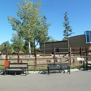 Elephant Crossing - Asian Elephant Exhibit