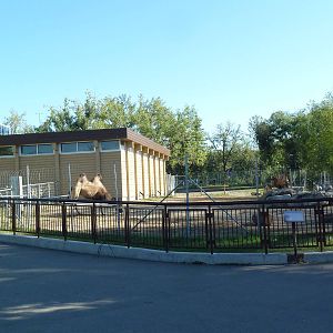 Elephant Crossing - Bactrian Camel Exhibit