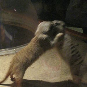 Africa: From the Deserts to the Sea- Brawl of the Century