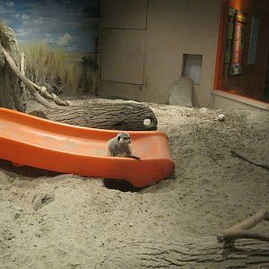 Africa: From the Deserts to the Sea- Meerkat Exhibit