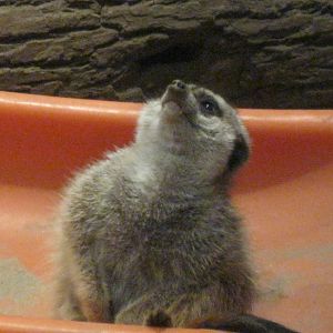 Africa: From the Deserts to the Sea- Meerkat