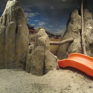 Africa: From the Deserts to the Sea- Meerkat Exhibit