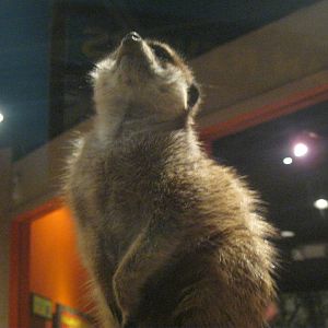 Africa: From the Deserts to the Sea- Meerkat Sentry