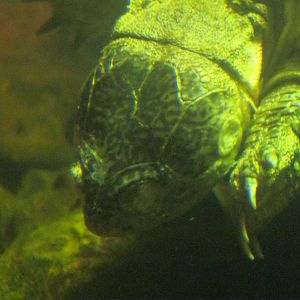 Africa: From the Deserts to the Sea- African Black Mud Turtle