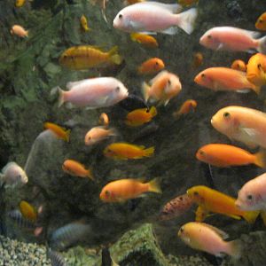 Africa: From the Deserts to the Sea- Lake Malawi Cichlid Exhibit