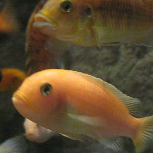 Africa: From the Deserts to the Sea- Lake Malawi Cichlid