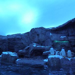 Penguin Plunge (New in 2012)