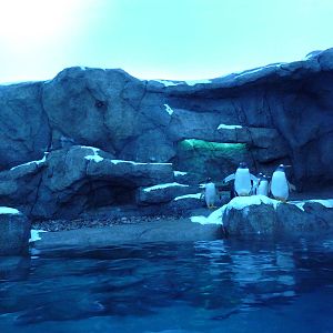 Penguin Plunge (New in 2012)