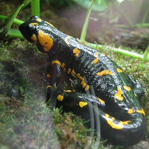 Frogs!- Fire Salamander