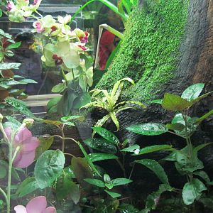 Frogs!- Poison Dart Frog Exhibit