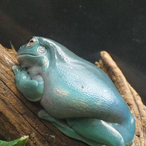Frogs!- White's Treefrog