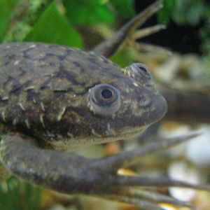 Frogs!- African Clawed Frog