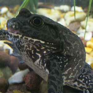 Frogs!- American Bullfrog