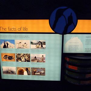 Penguin Plunge (New in 2012)