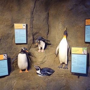 Penguin Plunge (New in 2012)