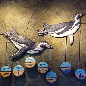 Penguin Plunge (New in 2012)