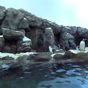 Penguin Plunge (New in 2012)