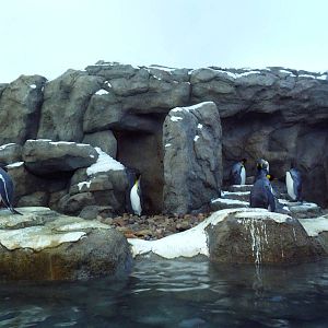 Penguin Plunge (New in 2012)