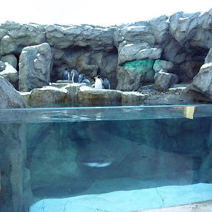 Penguin Plunge (New in 2012)