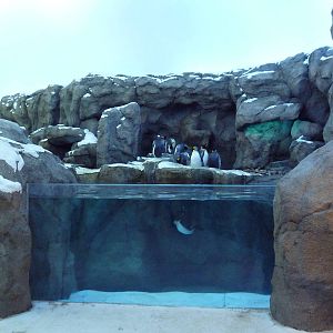 Penguin Plunge (New in 2012)