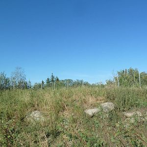 Canadian Wilds - White-Tailed Deer Exhibit