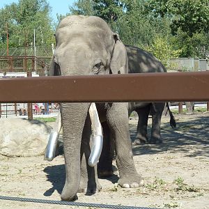 Asian Elephant Spike - His Metal Tusks
