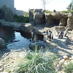 Penguin Plunge (New in 2012) - Humboldt Penguin Exhibit