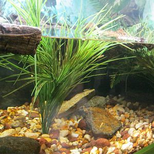 Frogs!- American Bullfrog Exhibit