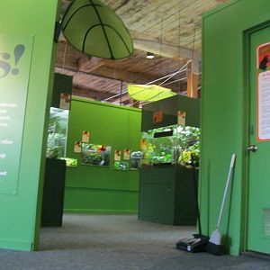 Frogs!- Entrance/Exit