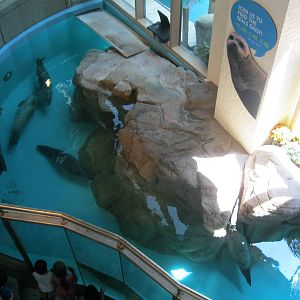 Overview of Indoor Seal Pool