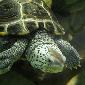 Salt Marsh- Diamondback Terrapin