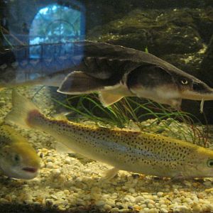 Rivers to the Sound- Shortnose Sturgeon and Atlantic Salmon